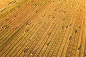 Aerial View Of Summer Hay Rolls Straw Field Landscape In Evening. Haystack, Hay Roll in Sunrise Time. Natural Agricultural Background Backdrop Harvest