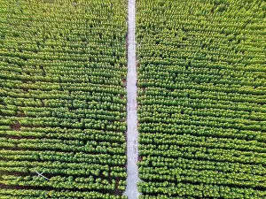 Aerial view of Sunflower blooming in plantation field and pathway through it in countryside