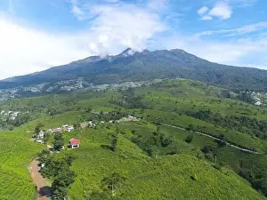 Green Tea Prints: Aerial view of tea plantation in Kemuning, Indonesia with Lawu mountain background