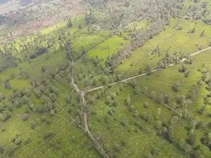 Tree Hill Prints: Aerial view of tea plantation. Top view fresh green tea terrace farm