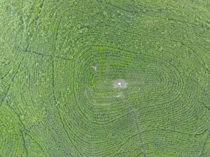 Tree Hill Prints: Aerial view of tea plantation. Top view fresh green tea terrace farm