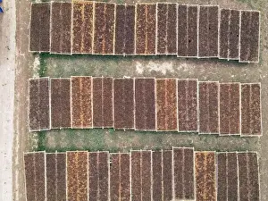 Nicotine Prints: Aerial view of traditional drying tobacco in the field at Indonesia