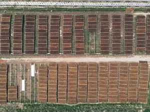 Aerial view of traditional drying tobacco in the field at Indonesia