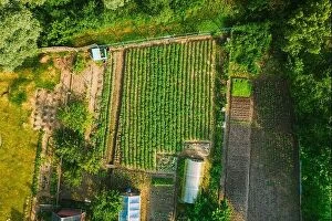 Aerial Landscape Collection: Aerial View Of Vegetable Garden In Small Town Or Village. Potato Plantation And Greenhouse At