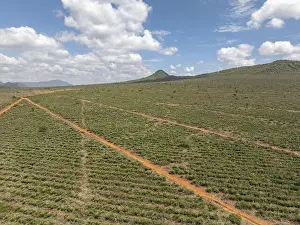 Dirt Road Prints: Aerial view of vibrant red soil pathways cutting through the vast green landscape under a partly cloudy sky