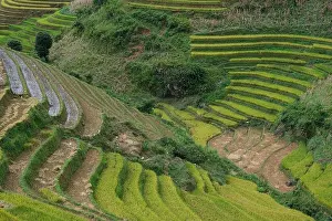 Sapa Prints: Aerial view above of Vietnam landscapes with terraces rice field