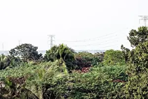 Aerial view of a village green jungle