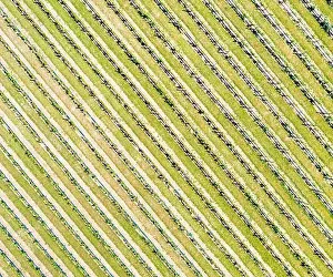 Room For Copy Prints: Aerial view the vineyard at Duck Walk Vineyards in Water Mill, NY