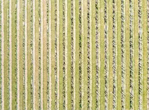 Room For Copy Prints: Aerial view the vineyard at Duck Walk Vineyards in Water Mill, NY