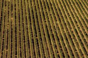 Aerial view of a vineyard hills in sunny day. Row of beautiful grape yard