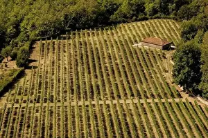 Aerial view of a vineyard hills in sunny day. Row of beautiful grape yard