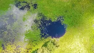 Lithuania Prints: Aerial view of a wetland or rainwater accumulation in a green agricultural field in Lithuania