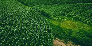 Matte Prints: An aerial view of a wisconsin summertime farm with growing corn
