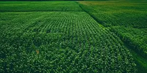 Matte Prints: An aerial view of a wisconsin summertime farm with growing corn