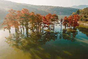 One Woman Prints: Aerial view with woman on paddle on stand up paddle board at the lake with autumnal Taxodium distichum trees