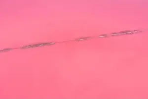 Pink Lake Prints: Aerial view of wooden structures for collecting salt on a pink lake, Genichesk