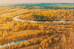 Riverscape Prints: Aerial view yellow forest and river landscape in sunny autumn day