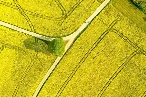 Spring Field Prints: Aerial of a wide rapeseed oil plants agricultural field of many yellow blooming blooson