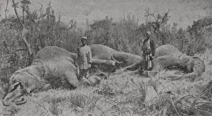 Africa. Elephant hunters. Photogravure from a photograph by Mr