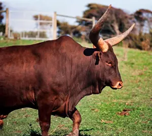 Herding Prints: African Ankole cattle, large male bull with huge horns, Bos tarus