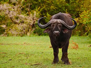 National Reserve Prints: African buffalo (Syncerus caffer)