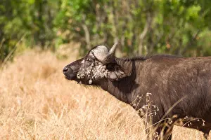 Bovine Prints: African or Cape buffalo (Syncerus caffer) with facial papillomas warts