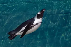 African Penguin Prints: An african cape penguin underwater swimming in water