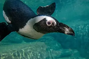 African Penguin Prints: An african cape penguin underwater swimming in water