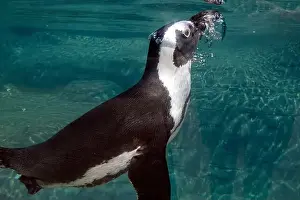 African Penguin Prints: An african cape penguin underwater swimming in water