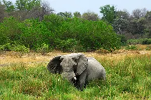 Botswana Prints: African Elephant, aged bull with worn-out tusks grazing in tall Napier Grass