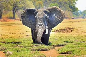 Bushveld Prints: African Elephant with ears flapping standing in a lagoon feeding with a natural vibrant bushveld background