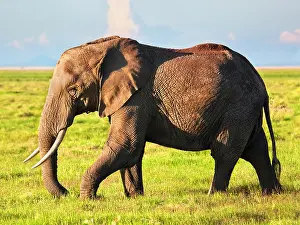 Rift Valley Prints: African Elephant (Loxodonta africana) portrait in Amboseli National Park