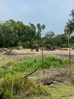 Offspring Prints: African elephants at a zoo that are elephants of the genus Loxodonta