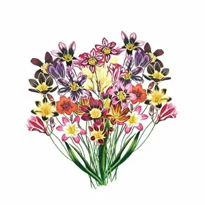 Floral Art Prints: African Flowers. Digital watercolor with a vintage style on a white background