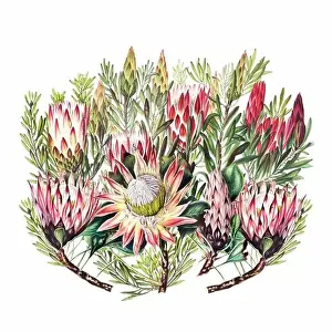 Floral Art Prints: African Flowers. Digital watercolor with a vintage style on a white background