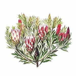 Floral Art Prints: African Flowers. Digital watercolor with a vintage style on a white background
