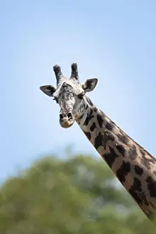 Tanzania Prints: African Giraffe head shot with Oxpecker birds cleaning him