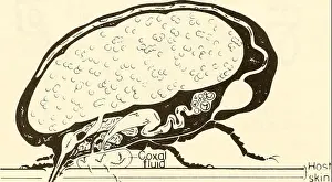 African Ixodoidea. l. Ticks of the Sudan