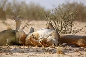 Namibia Prints: African lioness sleeping up side down in Kgalagadi transfrontier park