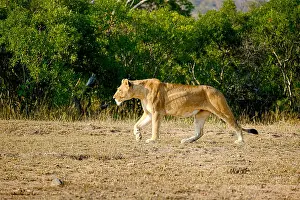 Wild Life Prints: African lioness walking alone in the wild