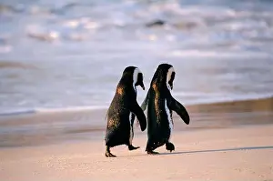 Side By Side Prints: African Penguins walking hand in hand near Capetown, South Africa