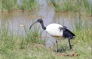 Kenyan Prints: African sacred ibis (Threskiornis aethiopicus), adult foraging for food