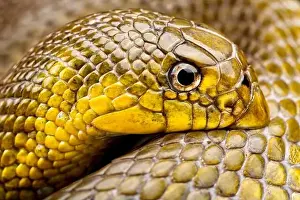Rwanda Prints: African Shovel-nosed Snake (Scaphiophis albopunctatus)