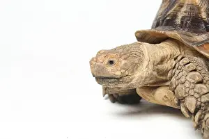 Exotic Pet Prints: African Spurred Tortoise also know as African Spur Thigh Tortoise - Geochelone sulcata isolated on white background
