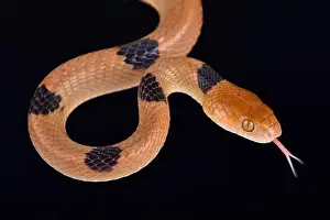 Congo Prints: The African tiger snake (Telescopus semiannulatus) is a rear-fanged venomous snake species found in Africa