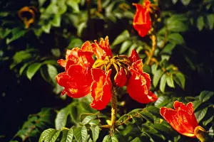 Flowery Prints: African Tulip Tree Flower