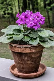 Houseplant Prints: African violet with beautiful purple blooms in a clay pot sitting on the railing of an outdoor deck with woods behind