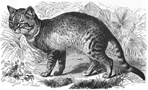 Carnivora Prints: African wildcat, Felis silvestris lybica
