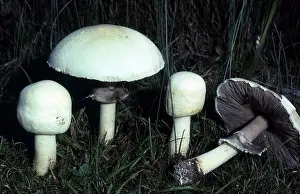 Fungi Prints: AGARICUS XANTHODERMUS COMMONLY KNOWN AS YELLOW-STAINING MUSHROOM