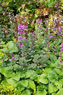 Sedum Prints: Agastache rugosa Korean Zest with Sedum telephium Matrona